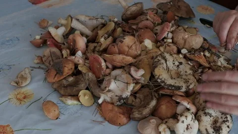 Hands brushing fresh forest mushrooms over the table. Stock Footage 102296383