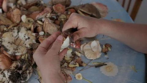 Hands brushing fresh forest mushrooms over the table. Stock Footage 102296392