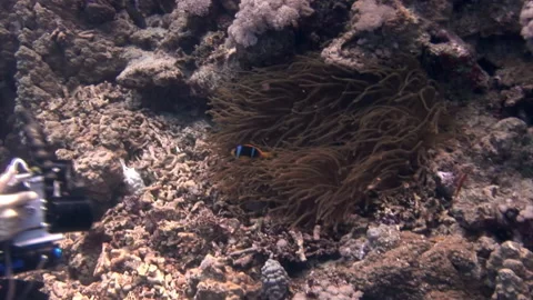 Hands with camera shoot an anemone with fish on underwater coral reef. Stock Footage 233052800
