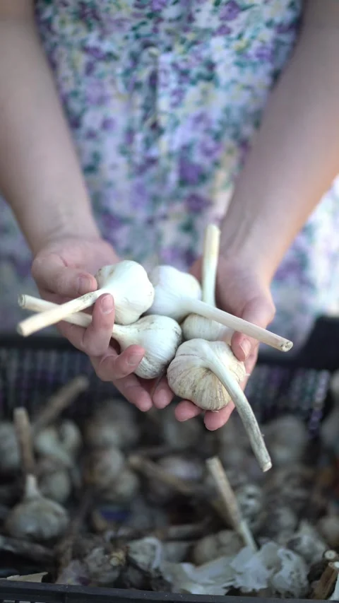 Hands carefully hold a cluster of freshly harvested organic garlic bulbs Video stock 341630604