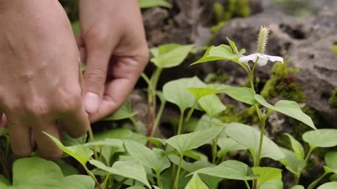 Hands carefully inspecting, handling, and harvesting fresh Houttuynia corda.. Stock Footage 345632925