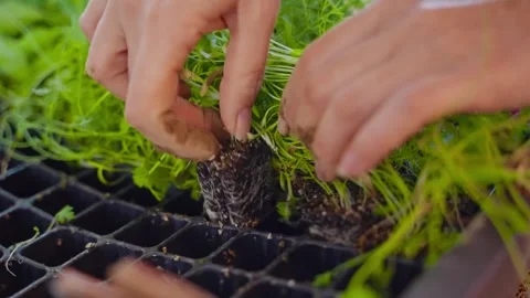 Hands carefully pulls young plants from soil-filled trays for planting Stock Footage 336907574