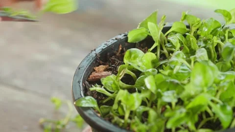 Hands carefully select and plant small green (watercress) cuttings into moi.. Stock Footage 342216547