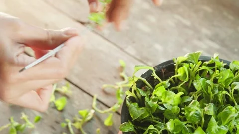 Hands carefully select and plant small green (watercress) cuttings into moi.. Stock Footage 342216565