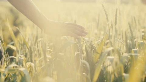 Hands caressing wheat Stock Footage 92102122