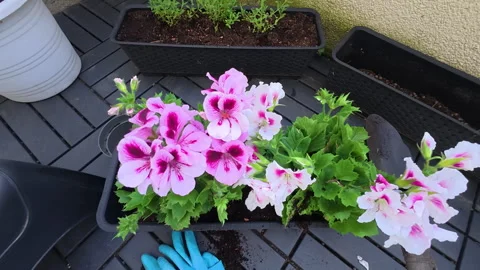 Hands caring for flowering plants on a terrace or balcony, planting new flowers, Vidéo 336975282