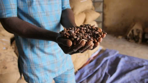 Hands carry and show us cocoa beans in a shed, in Ivory Coast Stock Footage 220792377