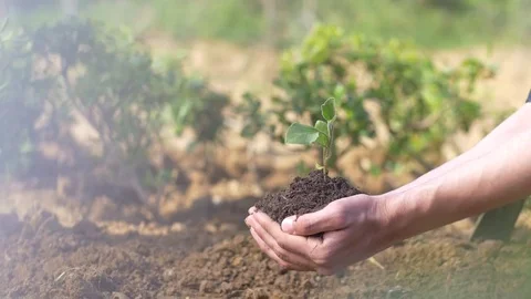 Hands Carrying A Sapling Planting, Farmer Stockbeeldmateriaal 81950868
