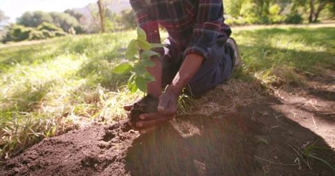 Hands carrying a sapling planting new tree Stock Footage