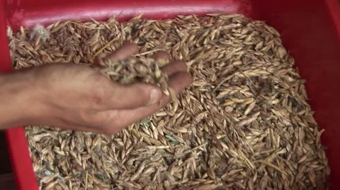 Hands in cereal Stock Footage 1070360