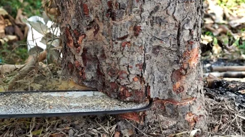 Hands with chainsaw cutting tree Large trees are cut down with chainsaws, Man Stock Footage 336570792