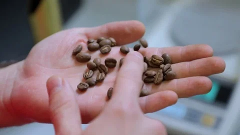 Hands check coffee beans. Slow-motion. Stock Footage 72707869