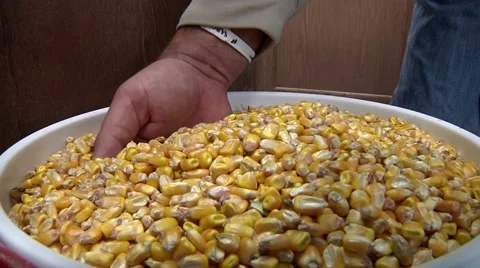 Hands checking corn Stock-Footage 43890342