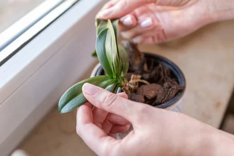 Hands checking the plant for problems 스톡 사진