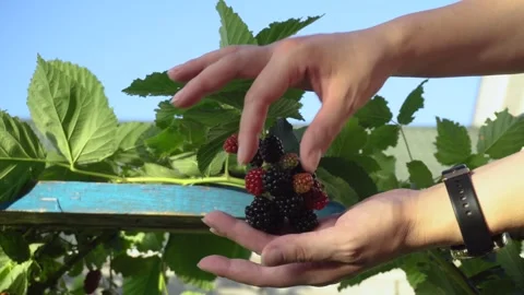 Hands Checking Ripe Blackberries on a Bush in a Home Garden Vídeos de archivo 345979572