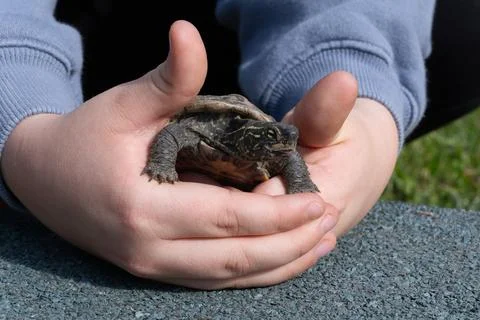 Hands of a child holding a small Chinese three-keeled pond turtle close-up Stock Photos
