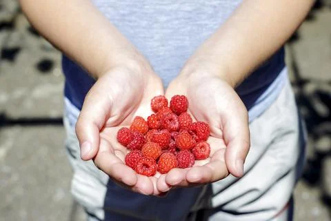 Hands of the child with ripe raspberry Stock Photos