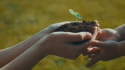 Hands of a child taking a plant from the hands of woman - grass in backgound Stock Footage 104511255