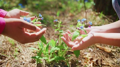 Hands of children gently explore blooming flowers in a sunny forest clearing Видео 308301321