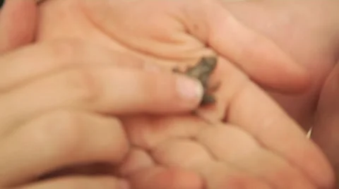 Hands of children holding a frog Stock Footage 57359791