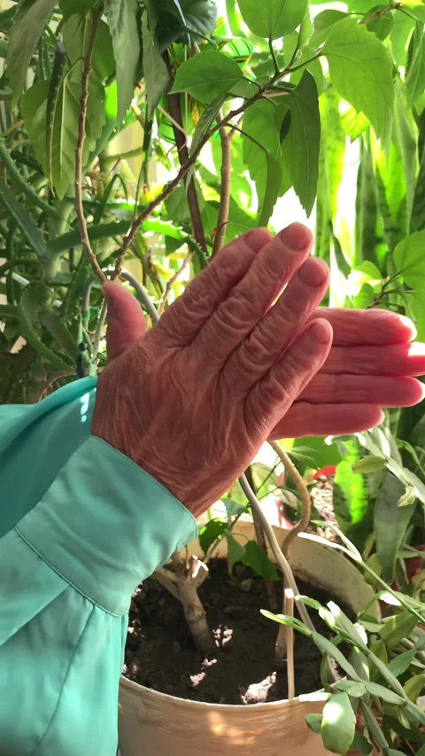 Hands Clapping as Gesture of Applause Stock Footage 316476007
