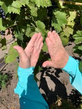 Hands Clapping as Gesture of Applause Stock Photos