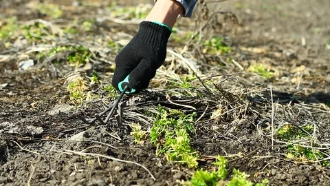 Hands clean the bed of dry weeds Stock Footage 127314900