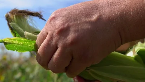 Hands clean ripe ears of corn Video stock 75746862