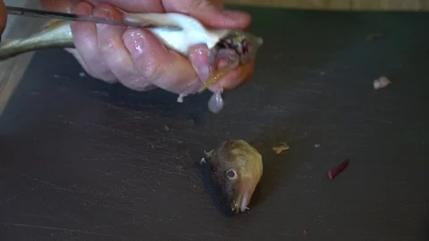 Hands clean small fish on a gray board Stock Footage 124046830