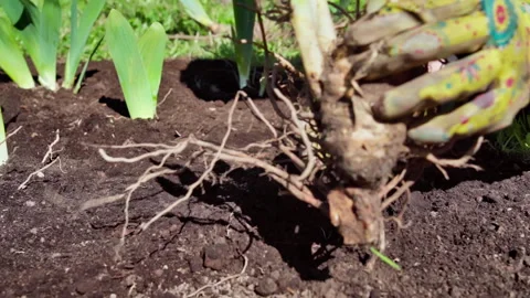 Hands clearing plant roots, close-up gloves removing tangled rootball from soil Stock Footage 326033572
