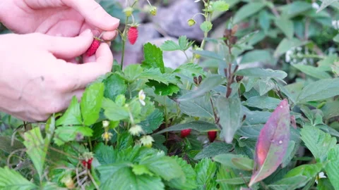 Hands close up farmer collects red strawberries from a green bush in summer. Stock Footage 170000723
