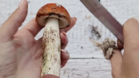 Hands close up grinding mushrooms. Stock Footage 80463780