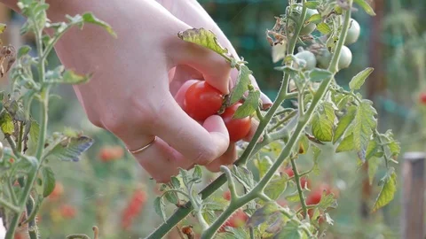 Hands closeup cherry tomatoes picking closeup Stock-Footage 119162772