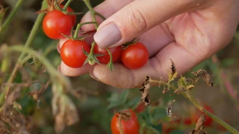 Hands closeup cherry tomatoes picking closeup Stock-Footage 119163063