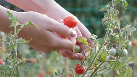 Hands closeup cherry tomatoes picking closeup Video stock 119163111