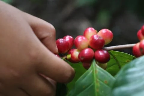 Hands with  coffee beans Stock Photos