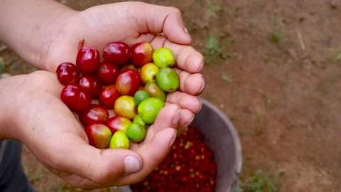 Hands with coffee cherries in different stages of maduration, from green to red Stock Footage 139554107