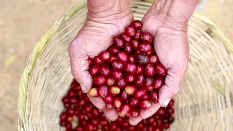 Hands with coffee cherries Stock Footage 139947503