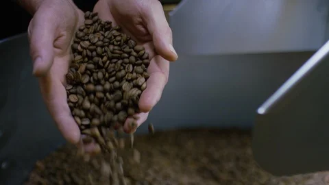 Hands of a coffee roaster scooping up freshly roasted coffee beans to show to ca Stock Footage 101337401
