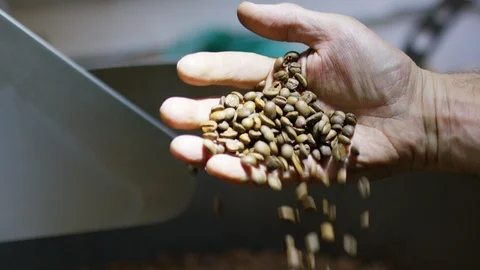 Hands of a coffee roaster scooping up roasted coffee beans, in slow motion Stock Footage 101203376
