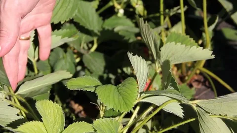 Hands collect strawberries Video stock 84145814