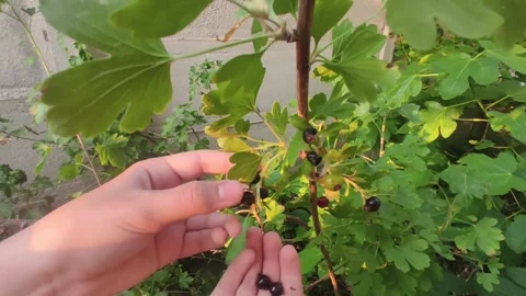 Hands collecting black currant Stock Footage 245922819