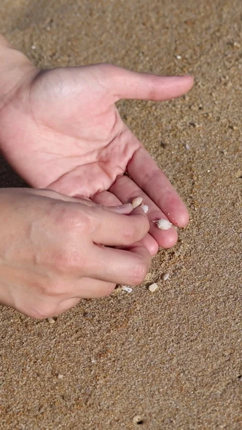 Hands Collecting Shells on Sandy Beach Vídeos de archivo 305016469
