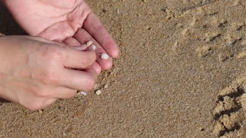 Hands Collecting Shells on Sandy Beach Stock Footage 307378912