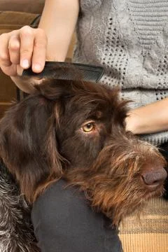 Hands combing fur of dog Stock Photos