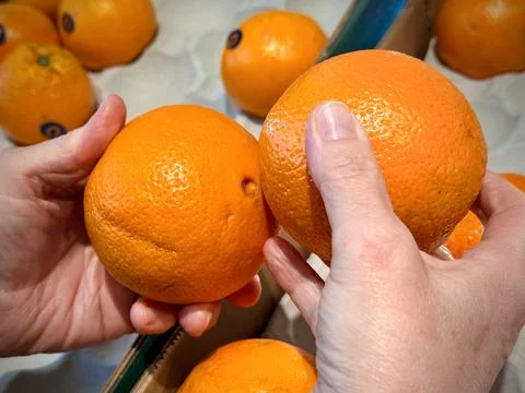 Hands comparing two ripe oranges among fresh citrus fruit in a market display 스톡 사진