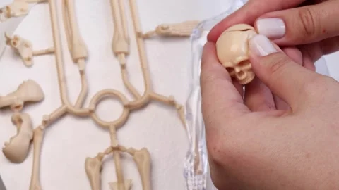 Hands connecting pieces of a plastic human skull to assemble the skeleton head Stock Footage 311237911