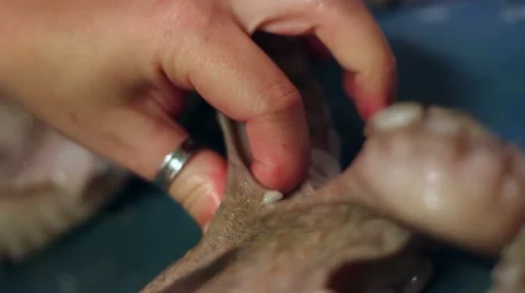 Hands cook cutting octopus with knife Stock Footage 47211332