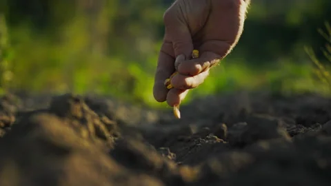 Hands with corn kernels. Farmer holds seed for planting in field at sunset. Stock Footage