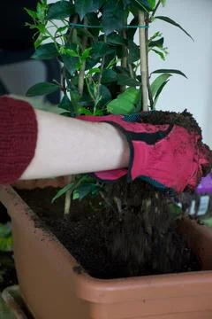 Hands covered with pink gloves of gardner add soil to a pot Stock Photos